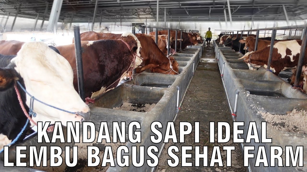 
                                 Kandang-Sapi-Ideal-Lembu-Bagus-Sehat-Farm
